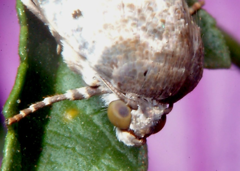 Farfalla nuova incontra coccinella